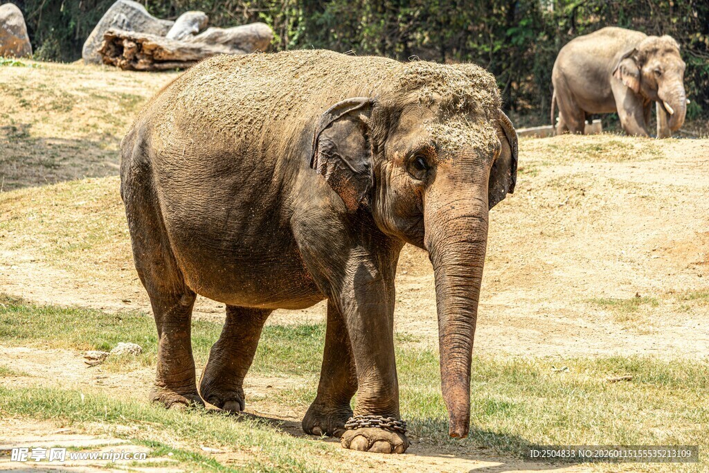 草原上漫步的大象