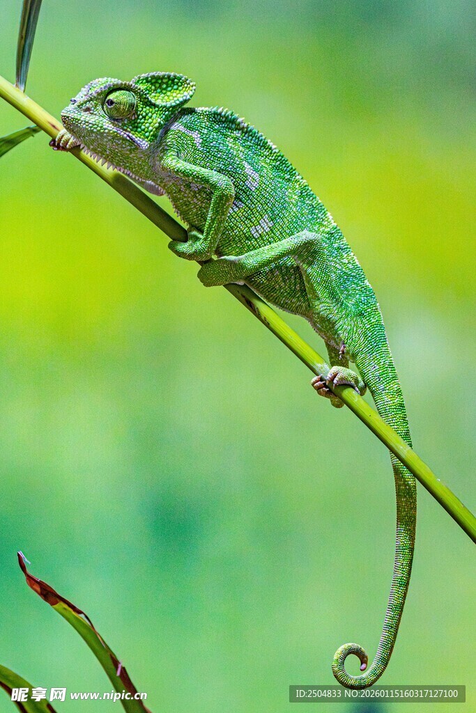 翠绿变色龙栖息于枝上