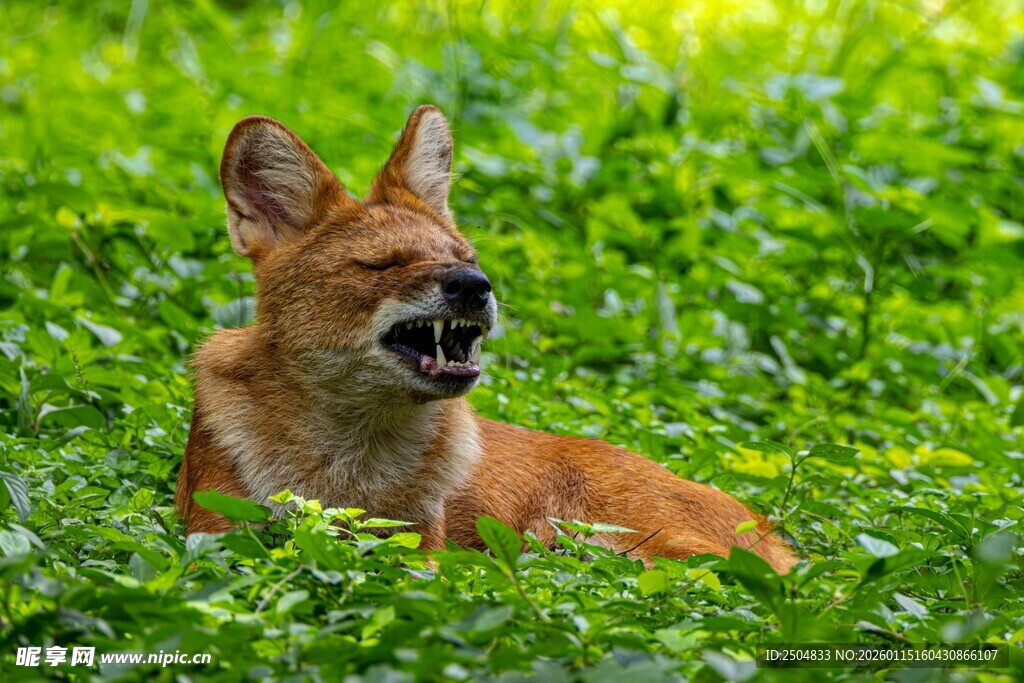 草地上的快乐小犬