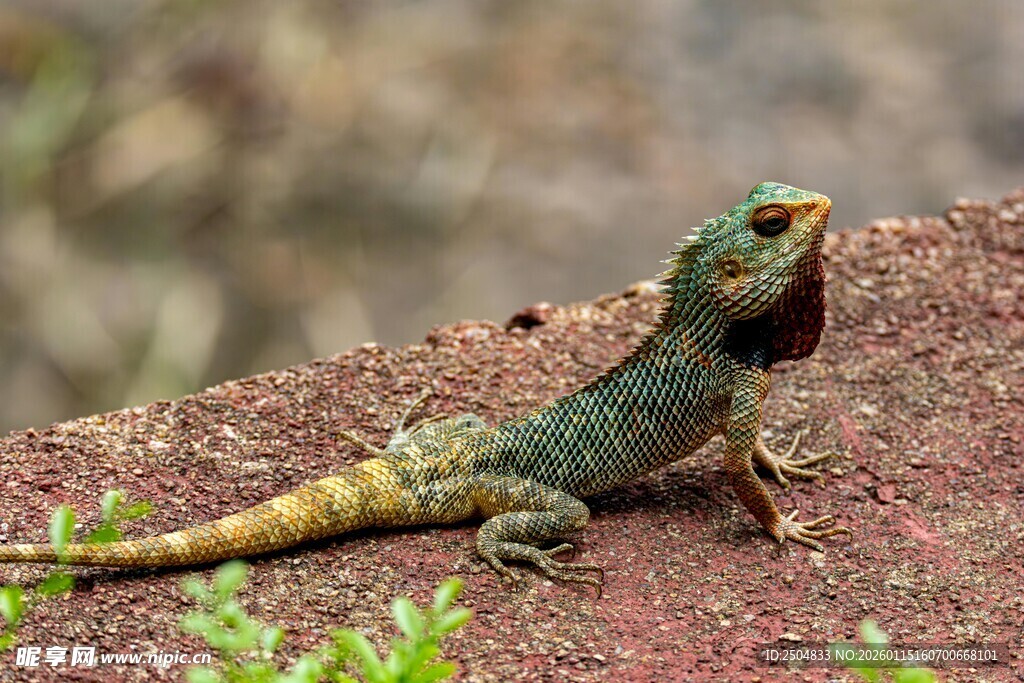 多彩蜥蜴栖息于红土地