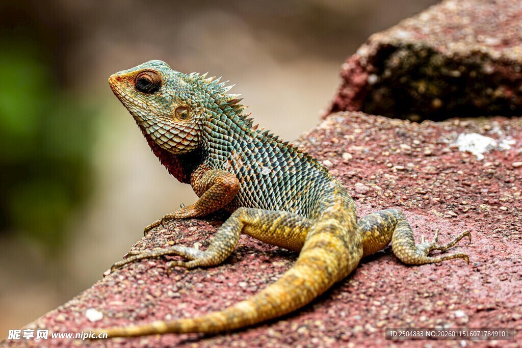 岩石上的多彩蜥蜴
