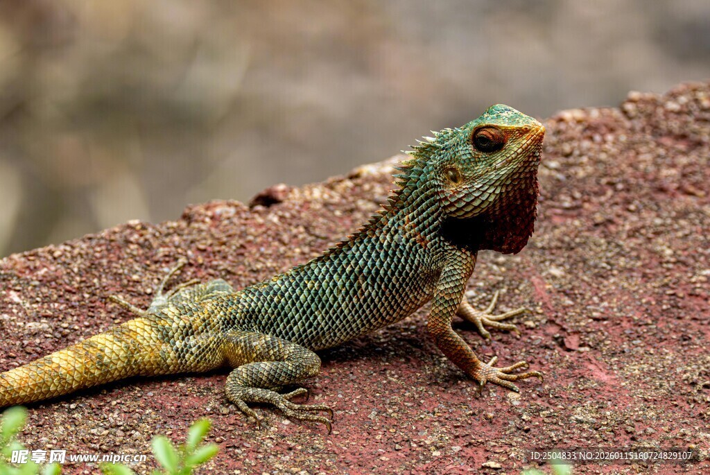 多彩蜥蜴于红土地上