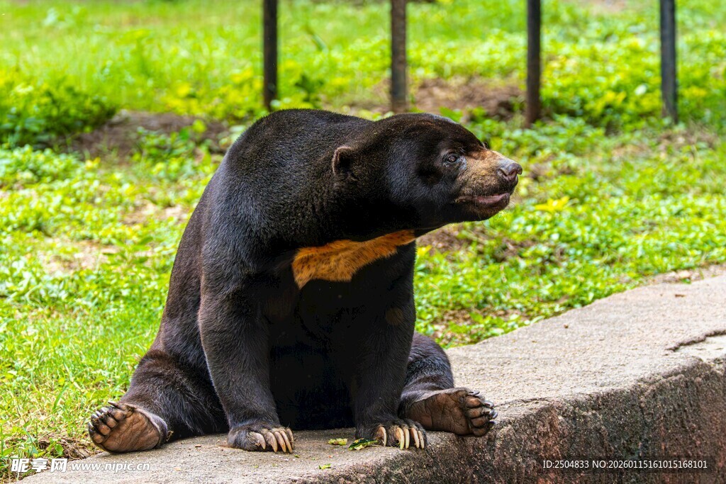 马来貘坐于石上