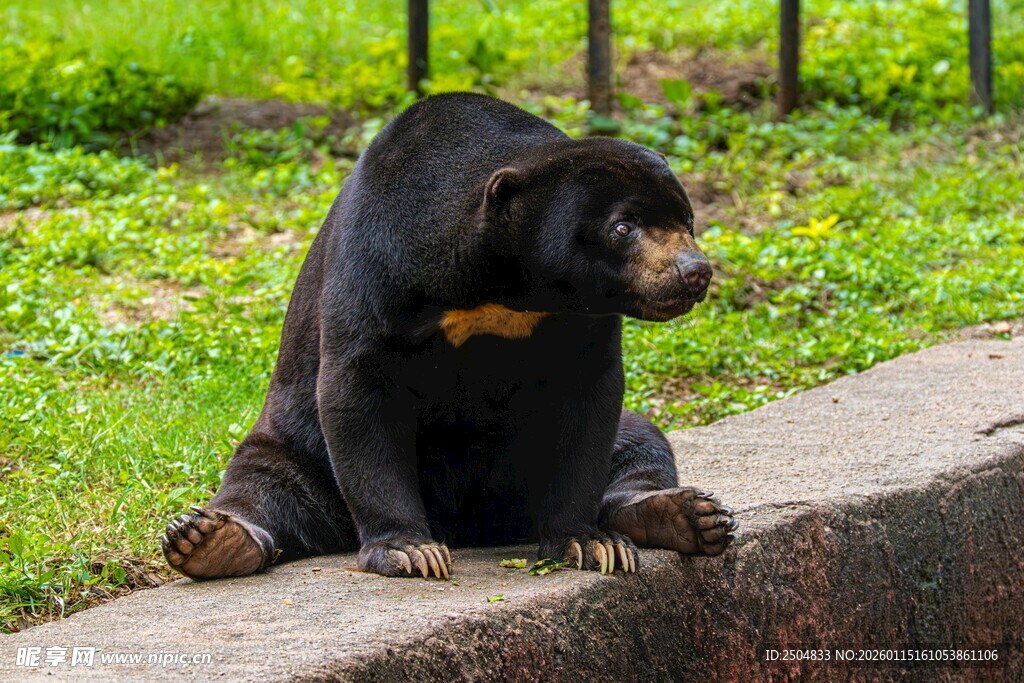 马来貘坐于石边休憩