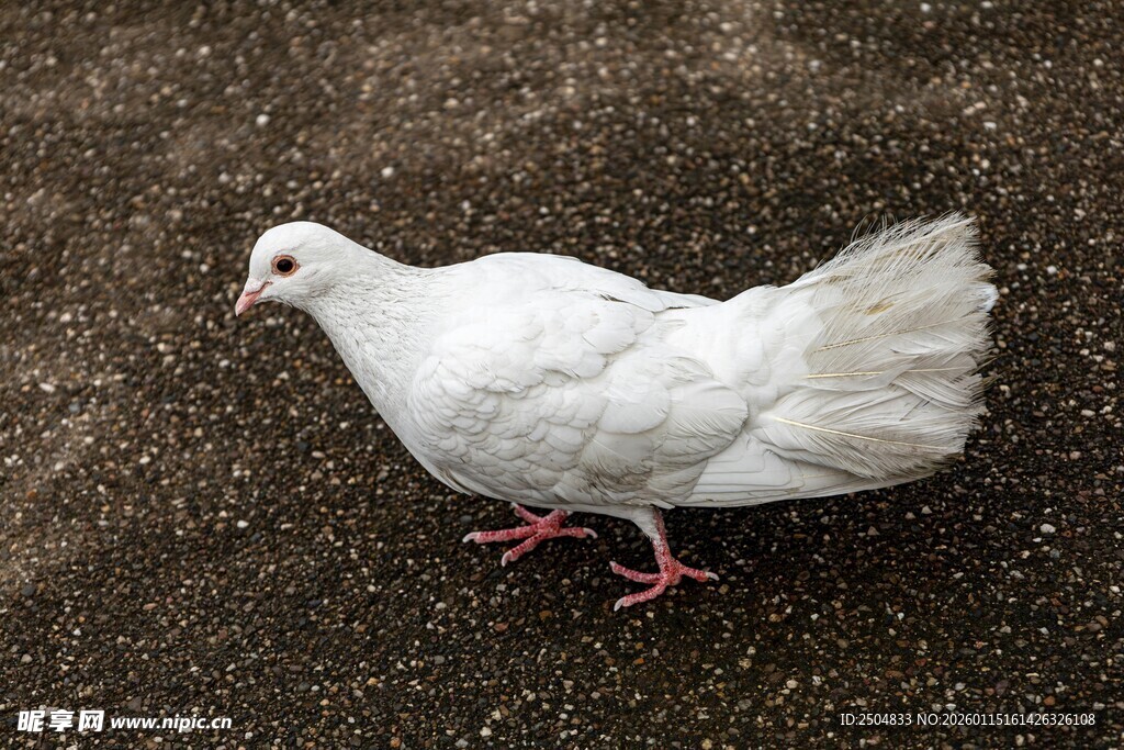 漫步的白色鸽子