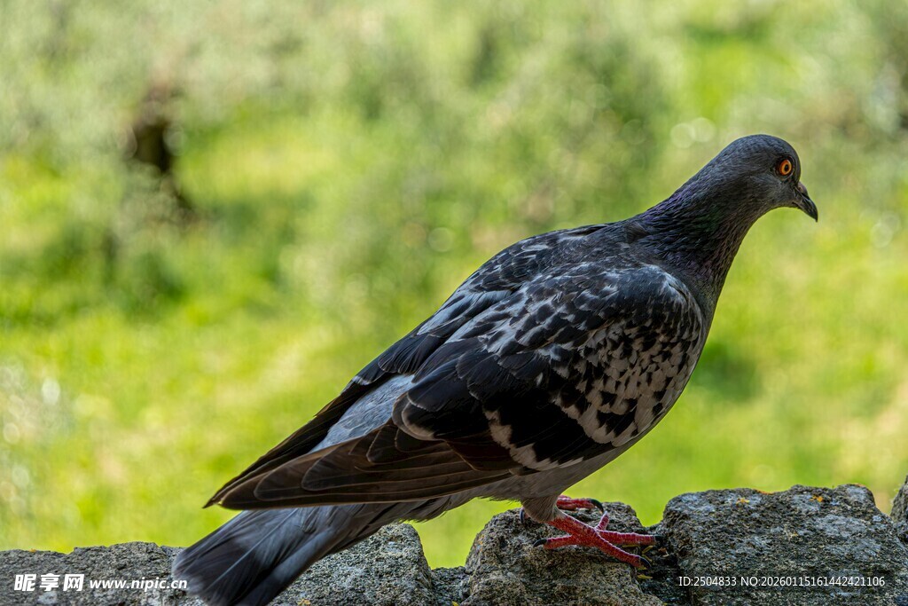 石上栖息的灰斑鸽子