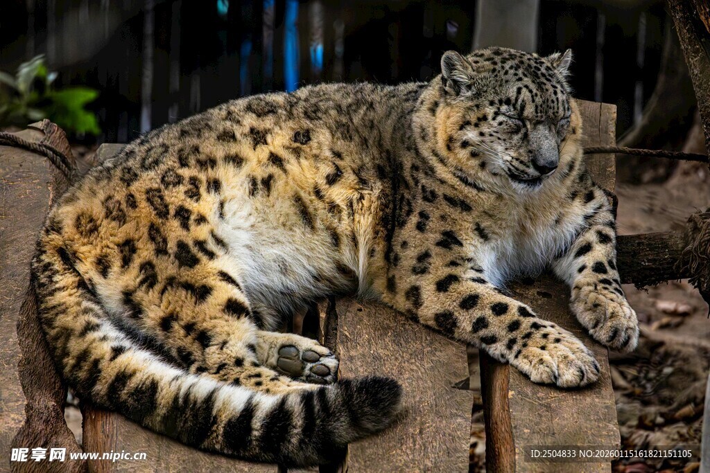 趴在木头上的花豹