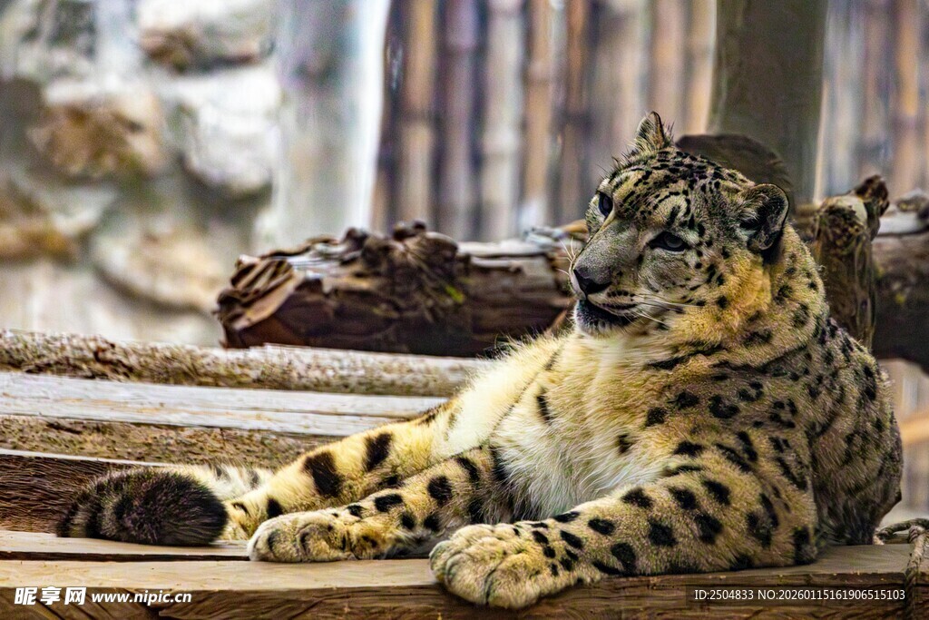 趴在木头上的云豹