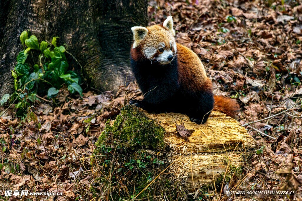 小熊猫于林间休憩