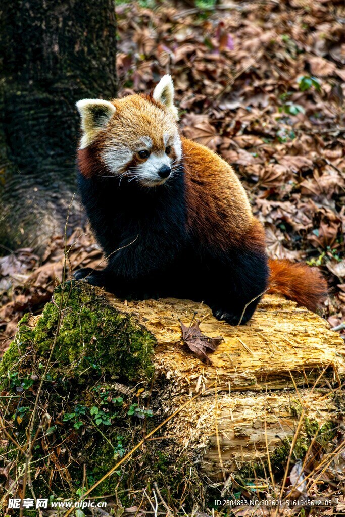 小熊猫栖息于落叶环境中