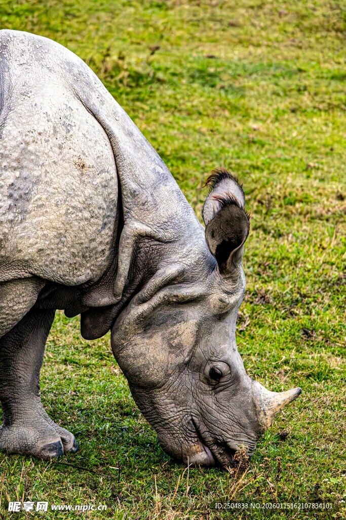草原上低头吃草的犀牛