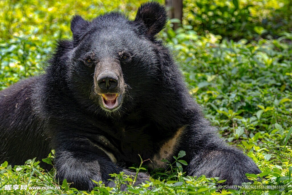 草地上休憩的黑熊