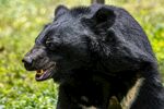 野外张嘴的黑色大熊