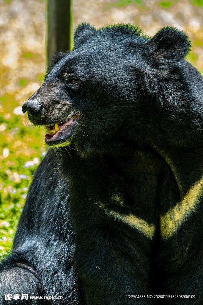 林中黑熊张嘴露齿
