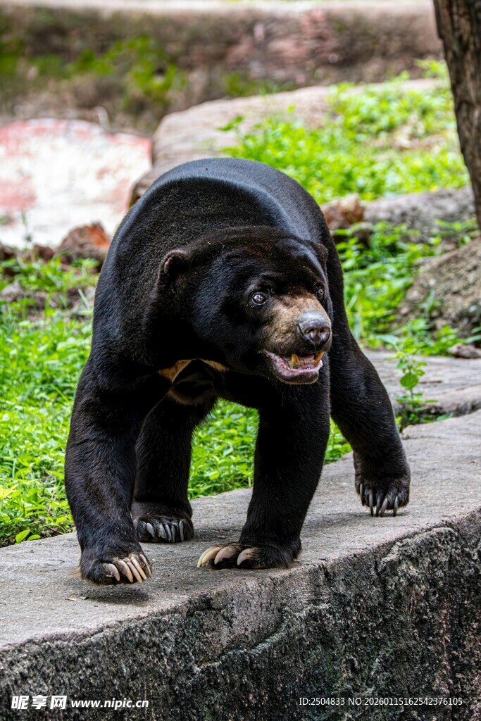 黑熊于石边行走