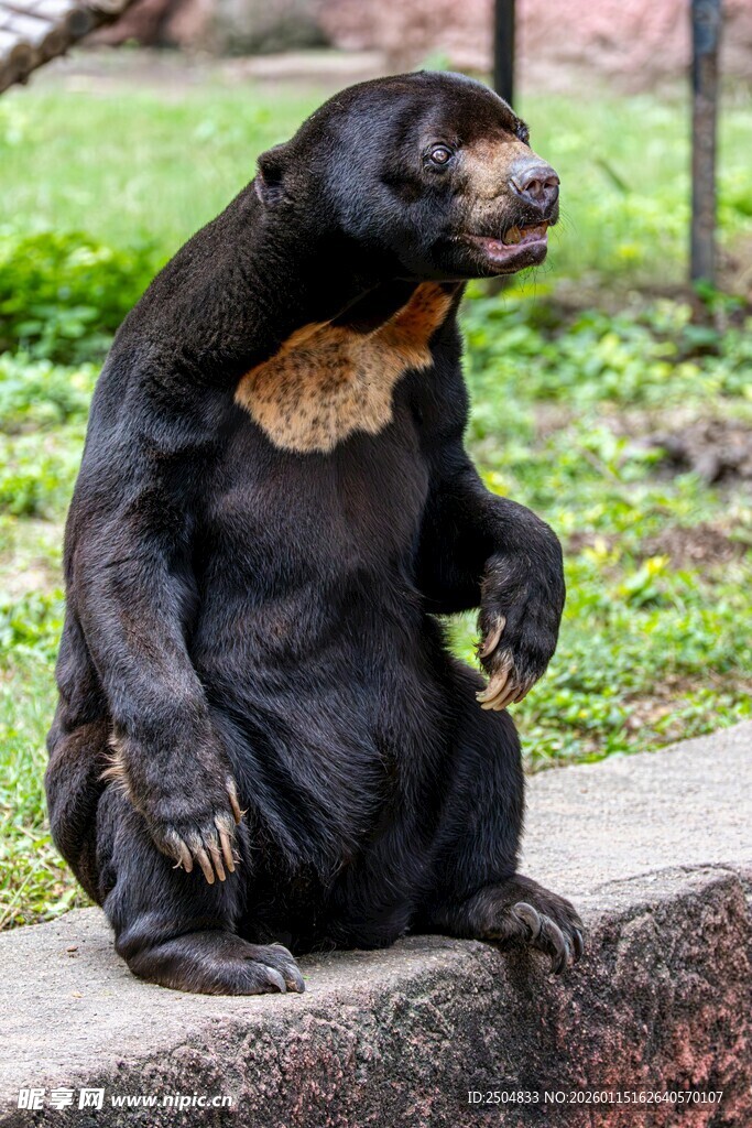 坐姿独特的黑熊