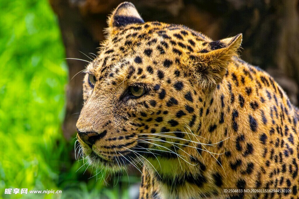 草原上的花豹特写