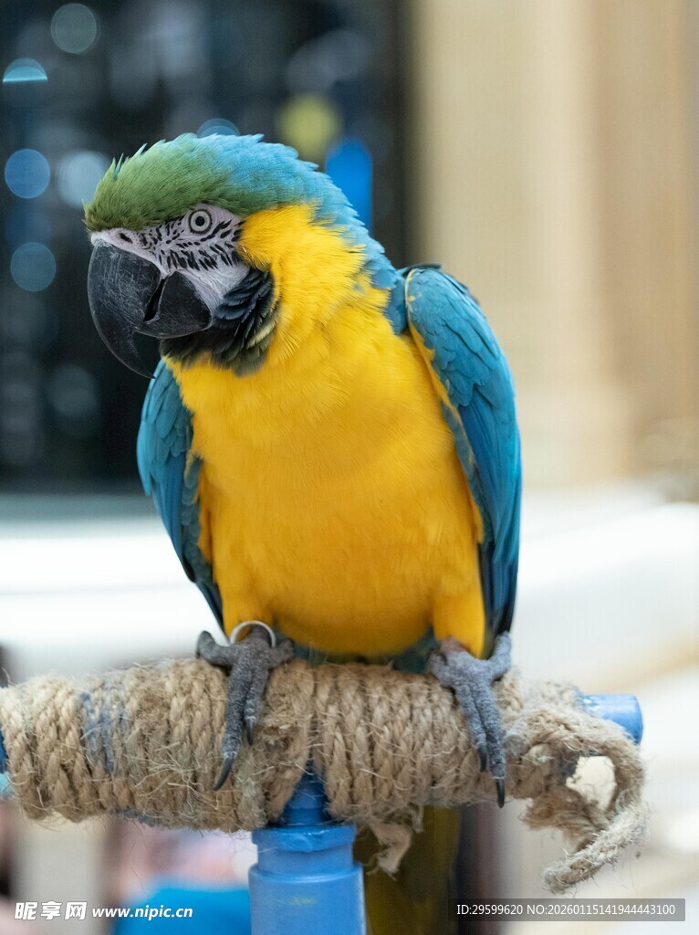 蓝黄鹦鹉栖息于绳上