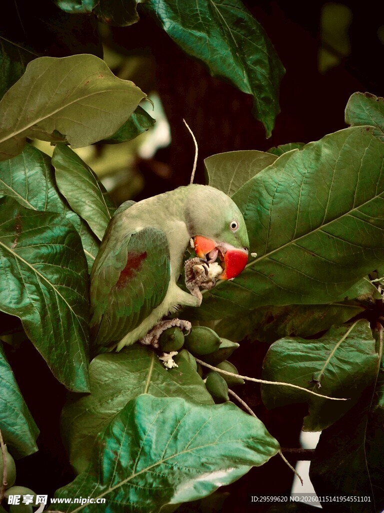 绿叶间的红喙小鸟