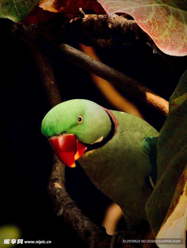 翠绿鹦鹉栖息于枝叶间