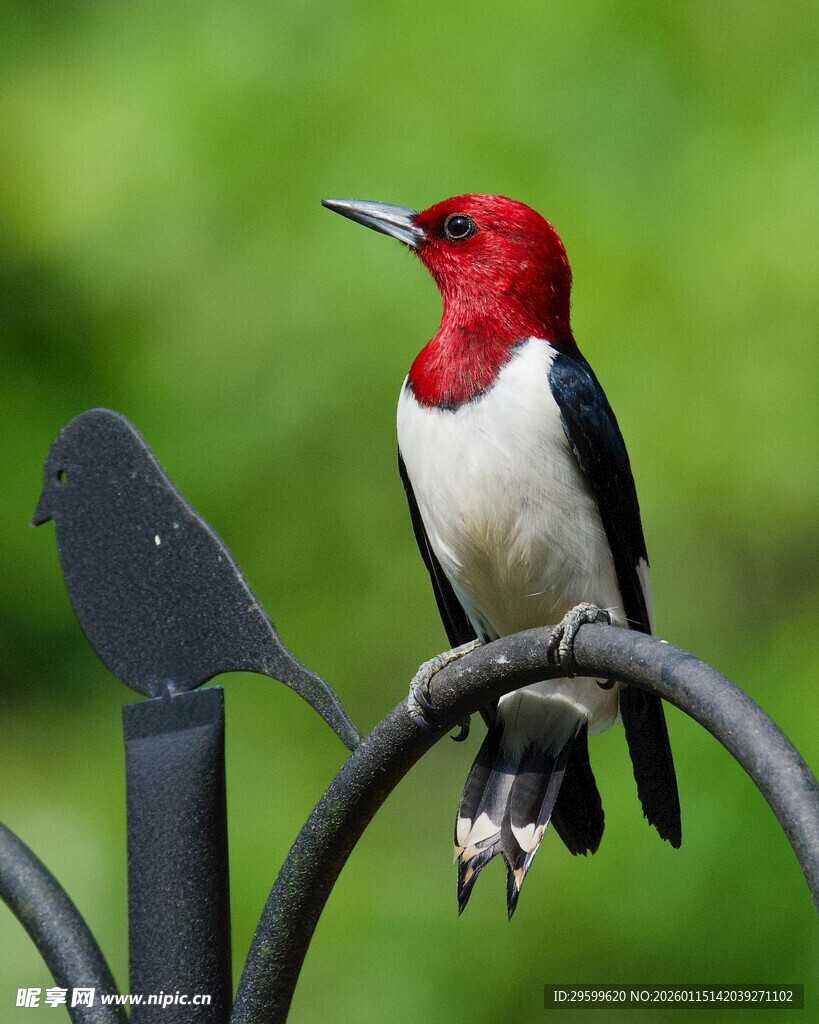 红顶小鸟栖息铁艺物件上