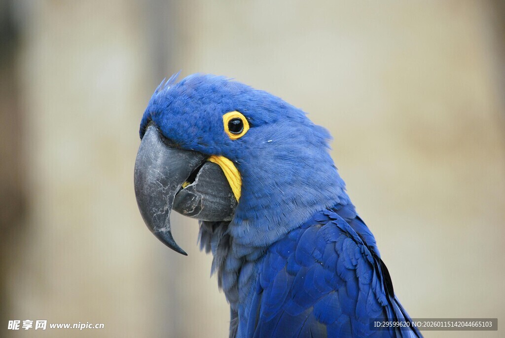 蓝色鹦鹉特写