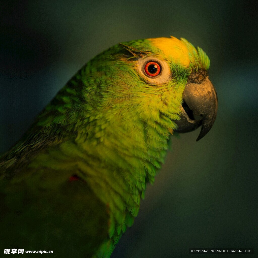 绿羽黄冠鹦鹉特写