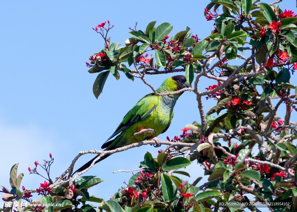 绿鹦鹉栖于繁花红果枝头