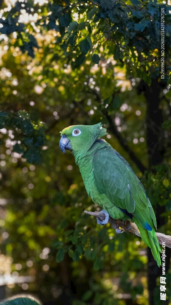 枝头绿鹦鹉