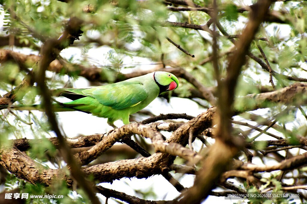 枝头绿鹦鹉