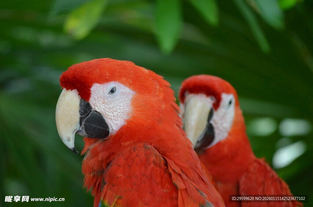 两只艳丽红鹦鹉