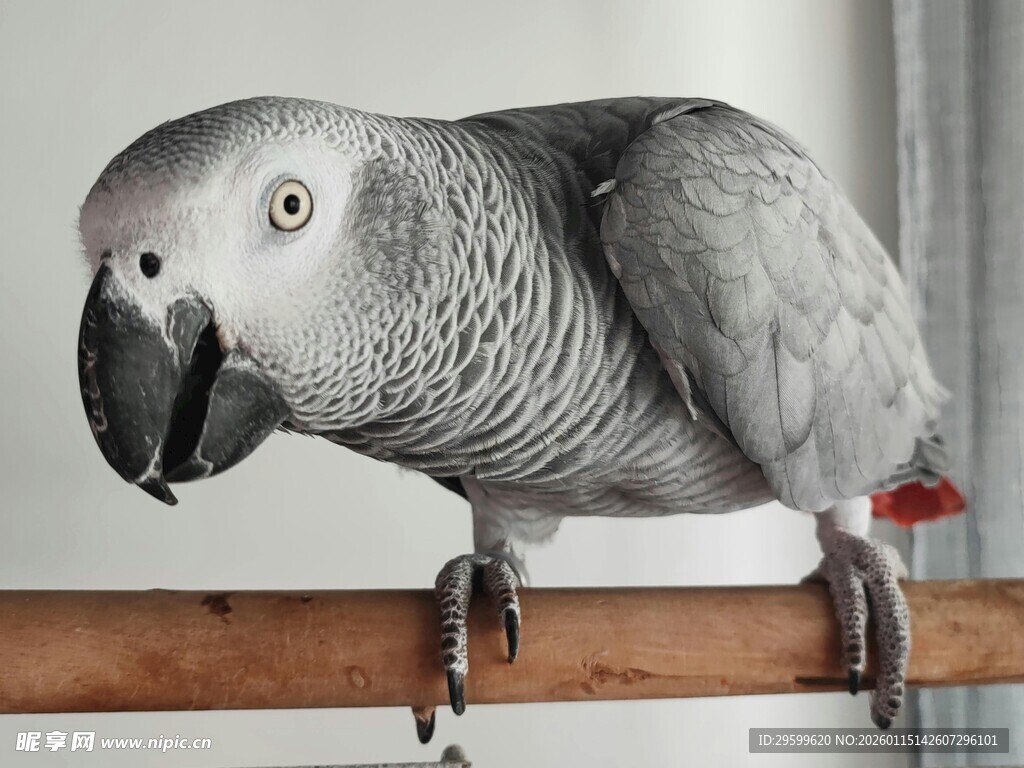 灰鹦鹉栖息于木杆上