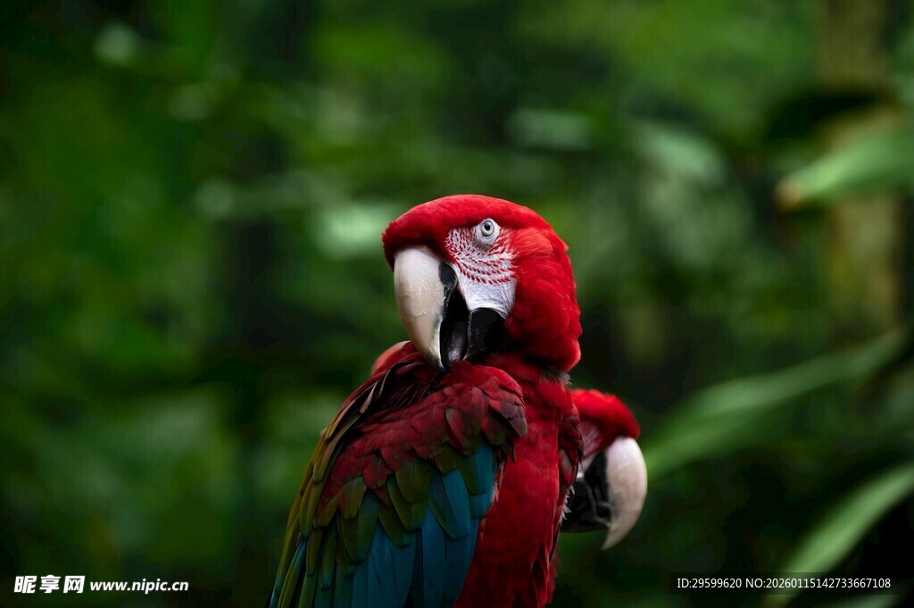 色彩艳丽的红鹦鹉