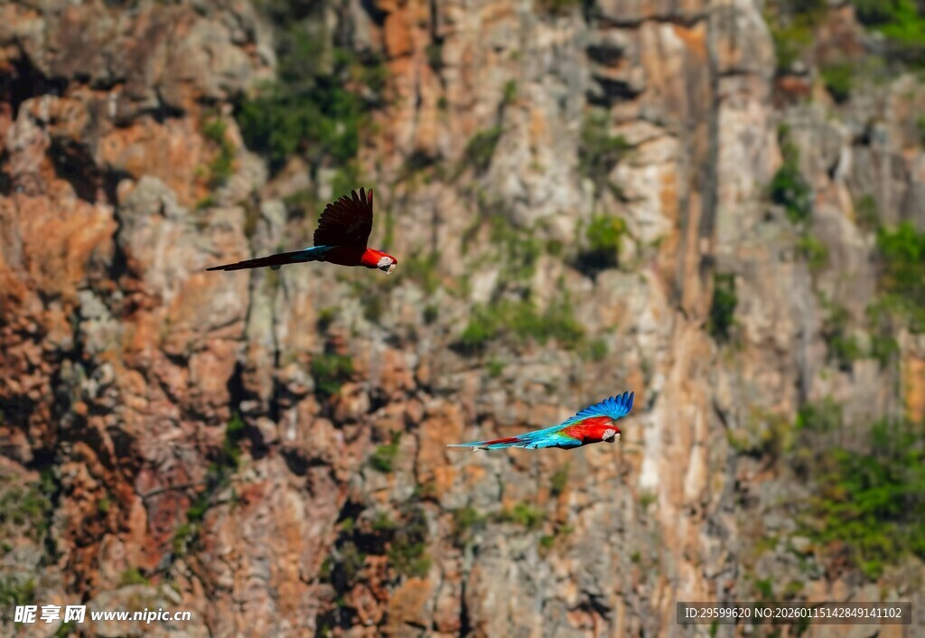峭壁上飞翔的多彩鸟儿