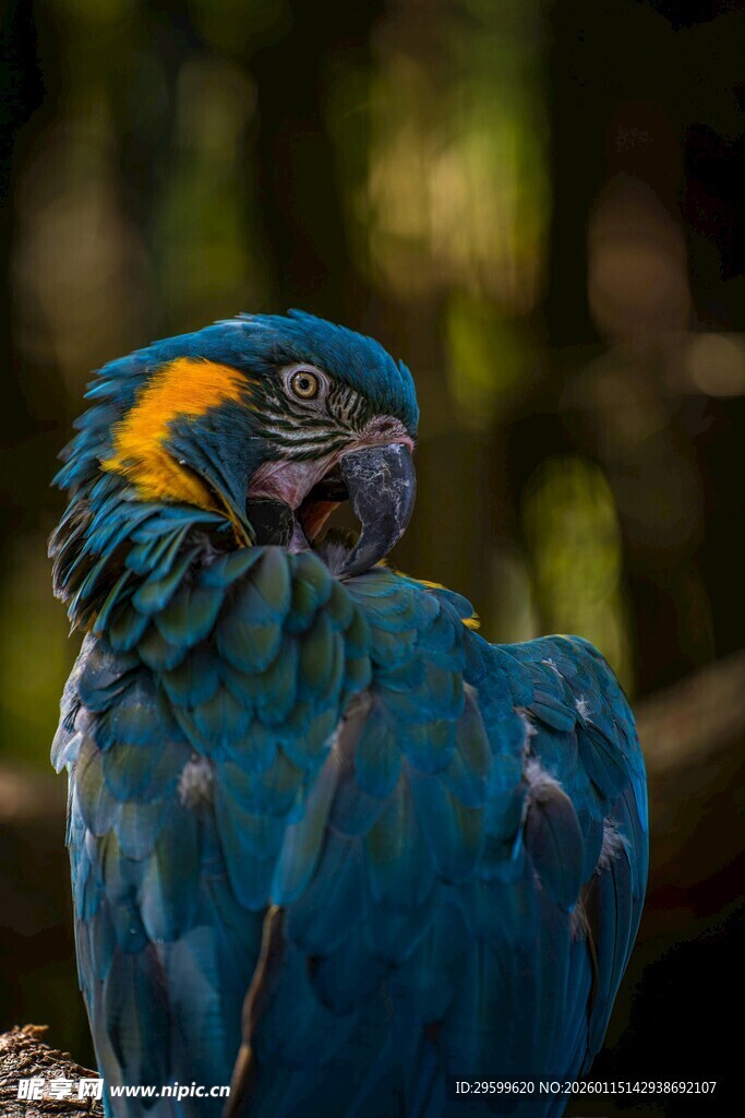 蓝色金刚鹦鹉特写