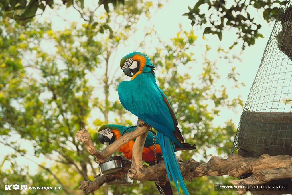 多彩鹦鹉栖息枝头