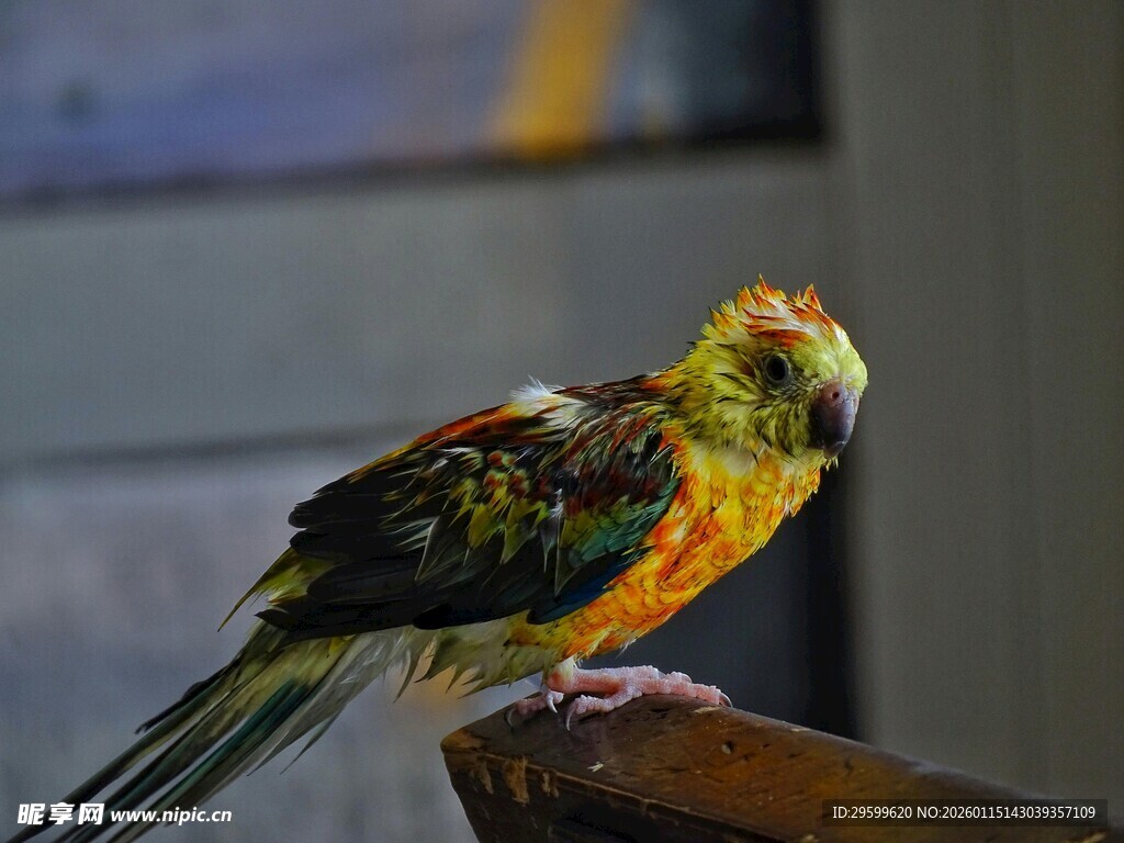 多彩鹦鹉栖息于木杆上