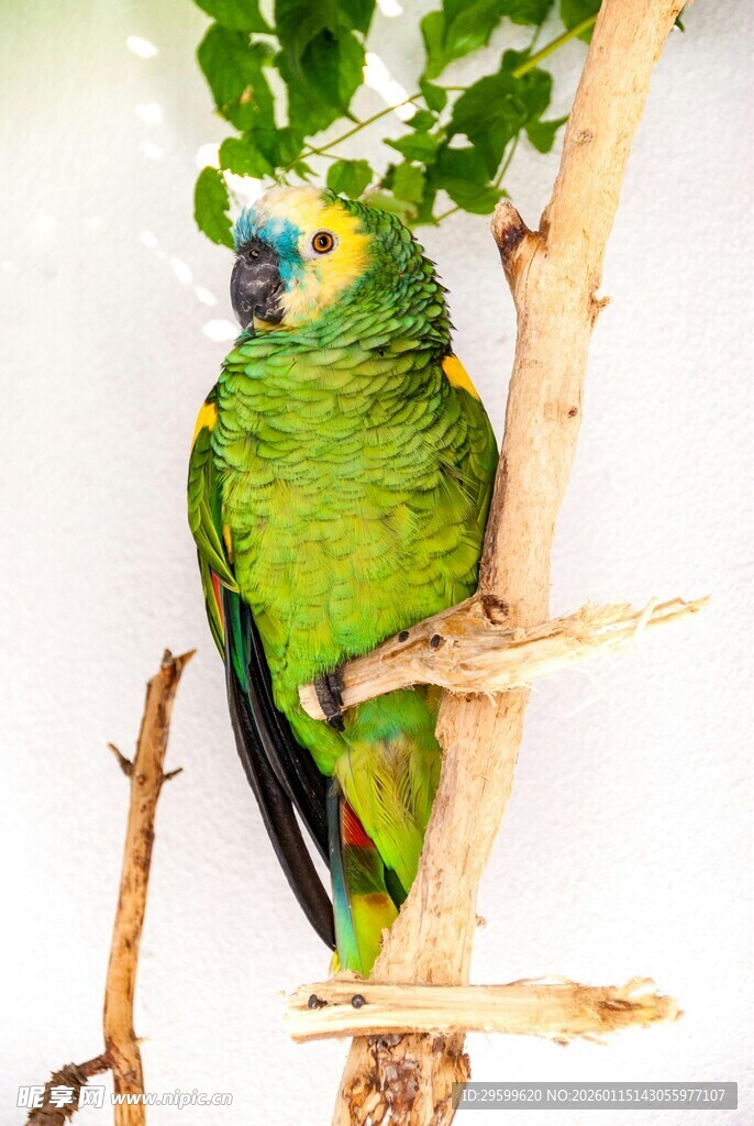 绿鹦鹉栖息于树枝上