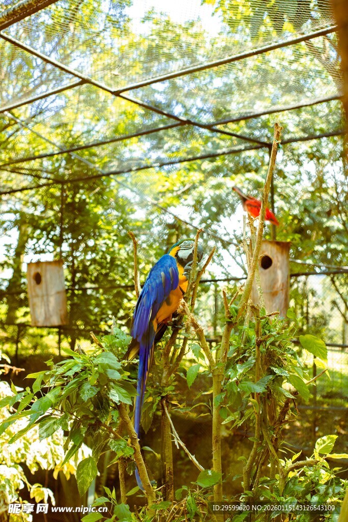 丛林中色彩斑斓的鹦鹉