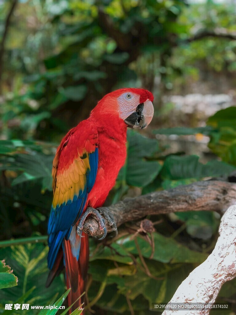 色彩艳丽的鹦鹉栖息枝头