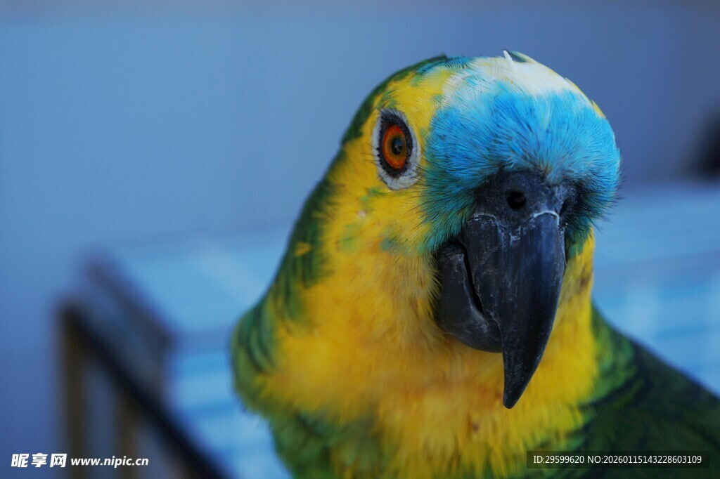 多彩鹦鹉特写