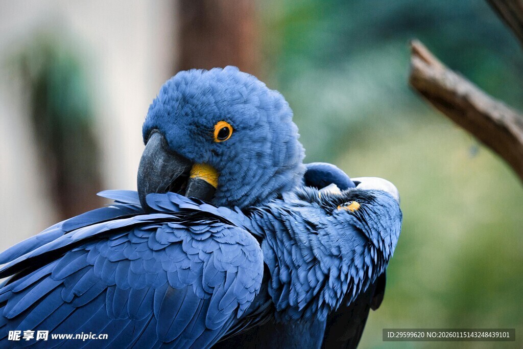 蓝色鹦鹉亲密依偎画面