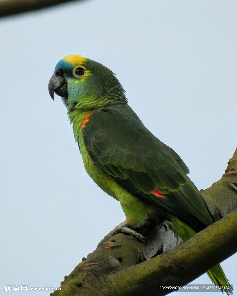 枝头绿鹦鹉
