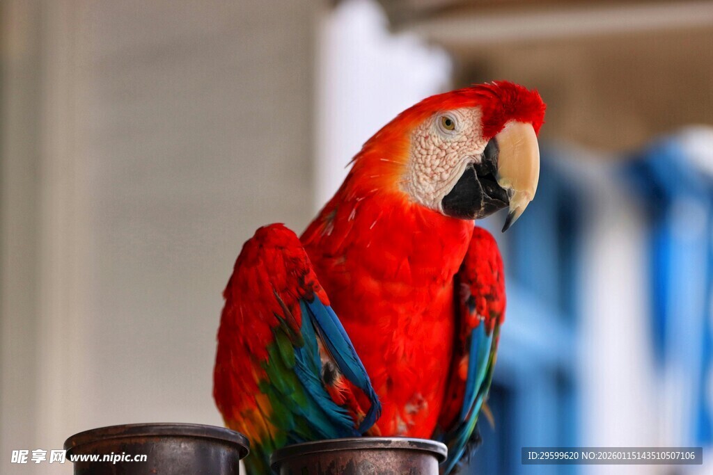 色彩艳丽的红鹦鹉