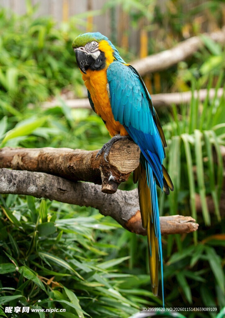 蓝黄鹦鹉栖息于树枝间