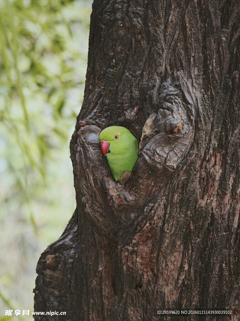 树洞中探头的绿鹦鹉