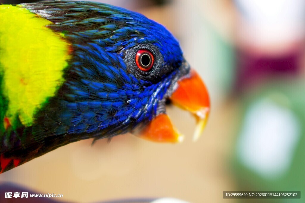 五彩鹦鹉特写