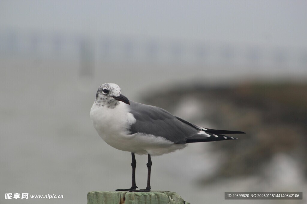 木桩上的海鸥