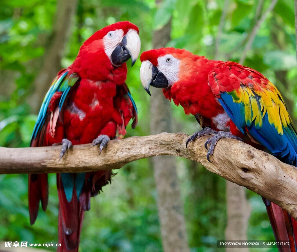 树枝上的多彩鹦鹉