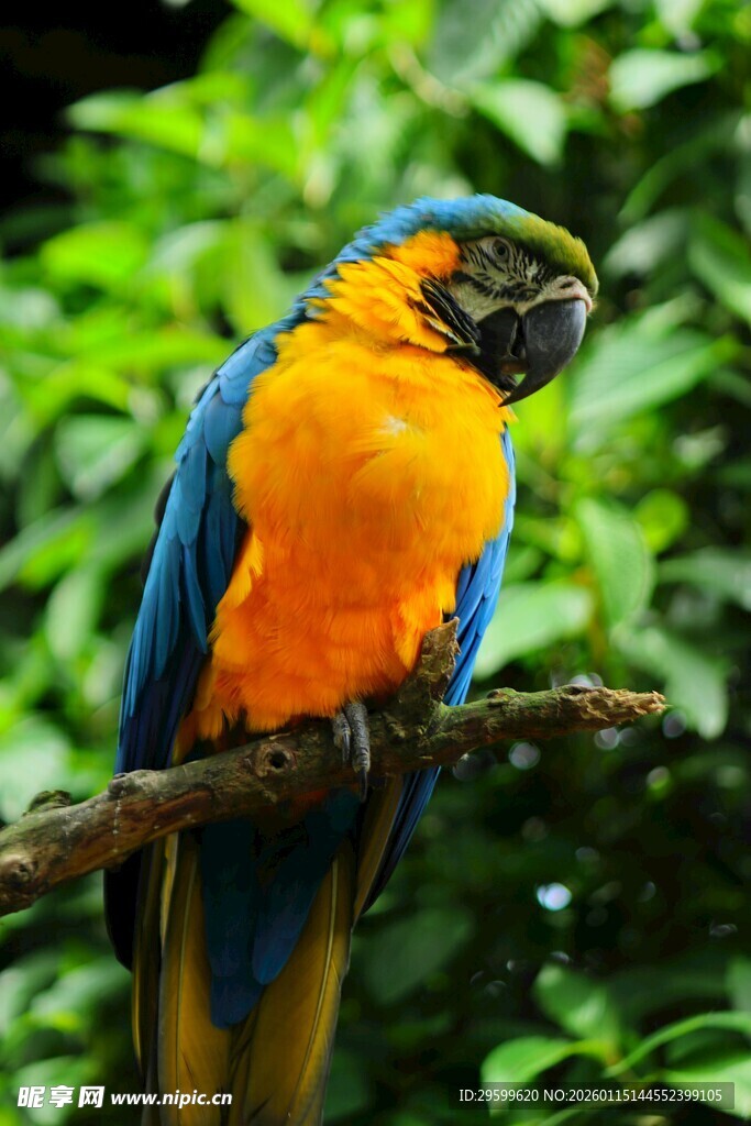 蓝黄鹦鹉栖息枝头